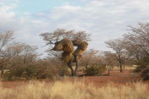 小马宝莉动画片全集免费