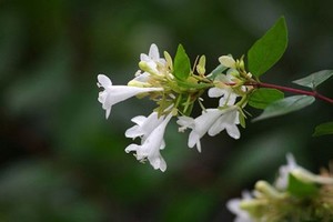 警花白嫩坚挺的奶子